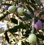 Olives on a tree